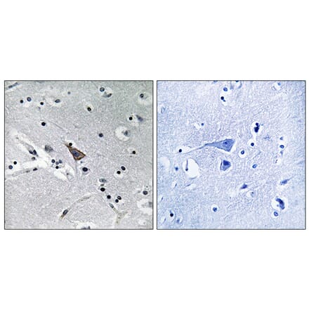 Immunohistochemistry - Anti-SLC6A16 Antibody (C17576) - Antibodies.com