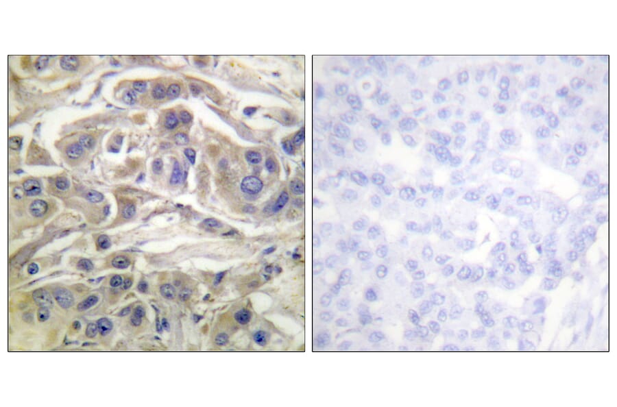 Immunohistochemistry - Anti-RapGEF1 Antibody (B1120) - Antibodies.com