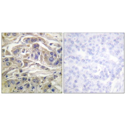 Immunohistochemistry - Anti-RapGEF1 Antibody (B1120) - Antibodies.com