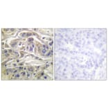 Immunohistochemistry - Anti-RapGEF1 Antibody (B1120) - Antibodies.com