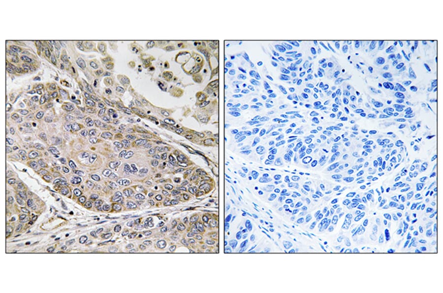 Immunohistochemistry - Anti-PLA2G4E Antibody (C15307) - Antibodies.com