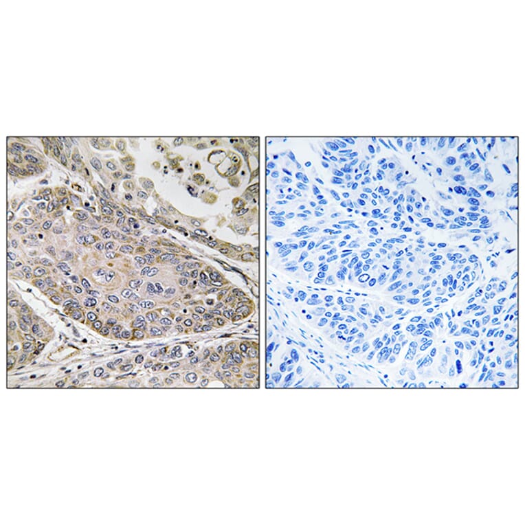 Immunohistochemistry - Anti-PLA2G4E Antibody (C15307) - Antibodies.com