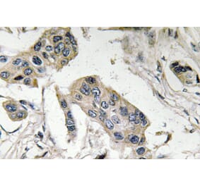 Immunohistochemistry - Anti-FucT-IV Antibody (R12-2147) - Antibodies.com