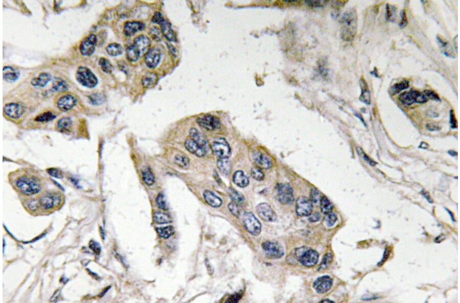 Immunohistochemistry - Anti-FucT-IV Antibody (R12-2147) - Antibodies.com