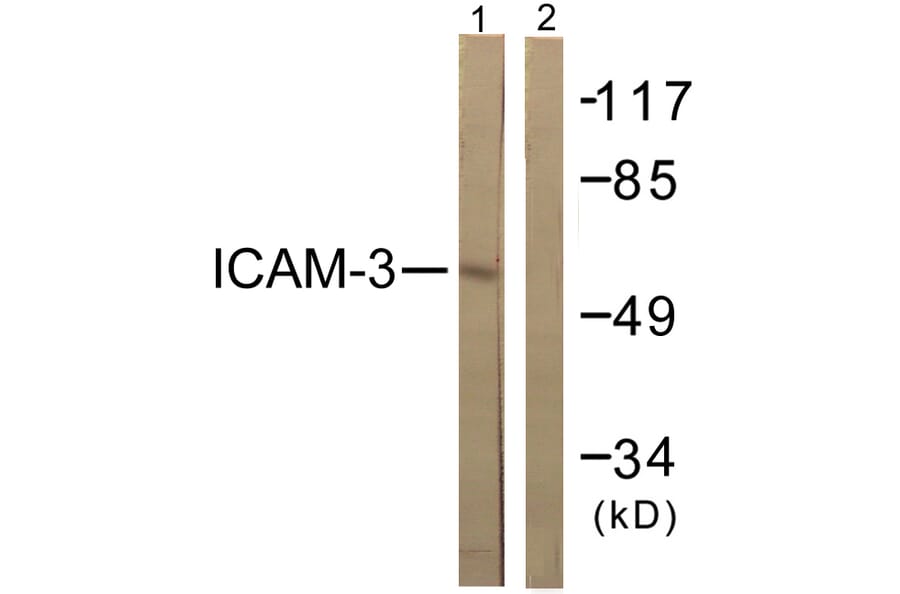 Western Blot - Anti-CD50 Antibody (B0850) - Antibodies.com