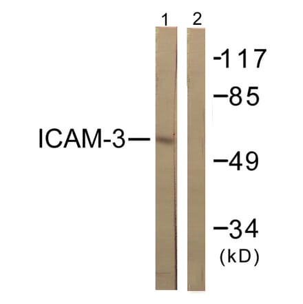 Western Blot - Anti-CD50 Antibody (B0850) - Antibodies.com