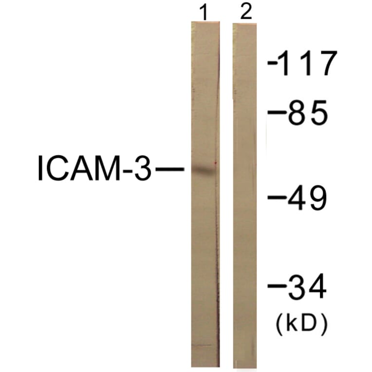Western Blot - Anti-CD50 Antibody (B0850) - Antibodies.com