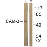 Western Blot - Anti-CD50 Antibody (B0850) - Antibodies.com