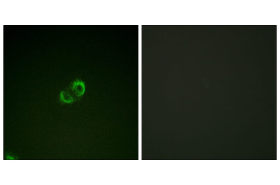 Immunofluorescence - Anti-CD50 Antibody (B0850) - Antibodies.com