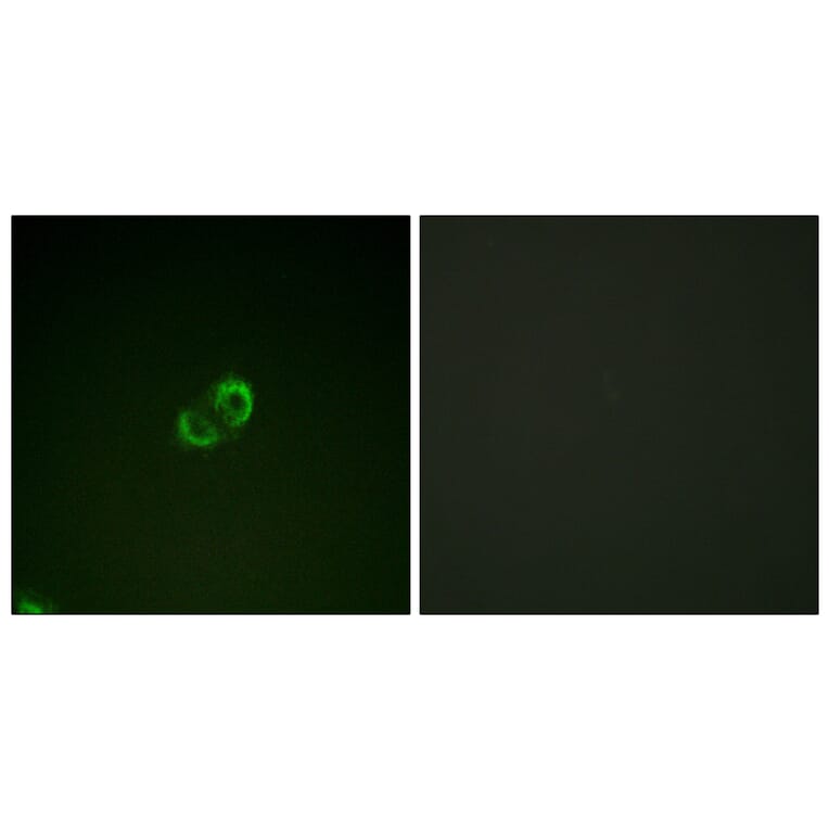 Immunofluorescence - Anti-CD50 Antibody (B0850) - Antibodies.com