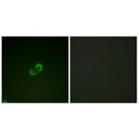 Immunofluorescence - Anti-CD50 Antibody (B0850) - Antibodies.com