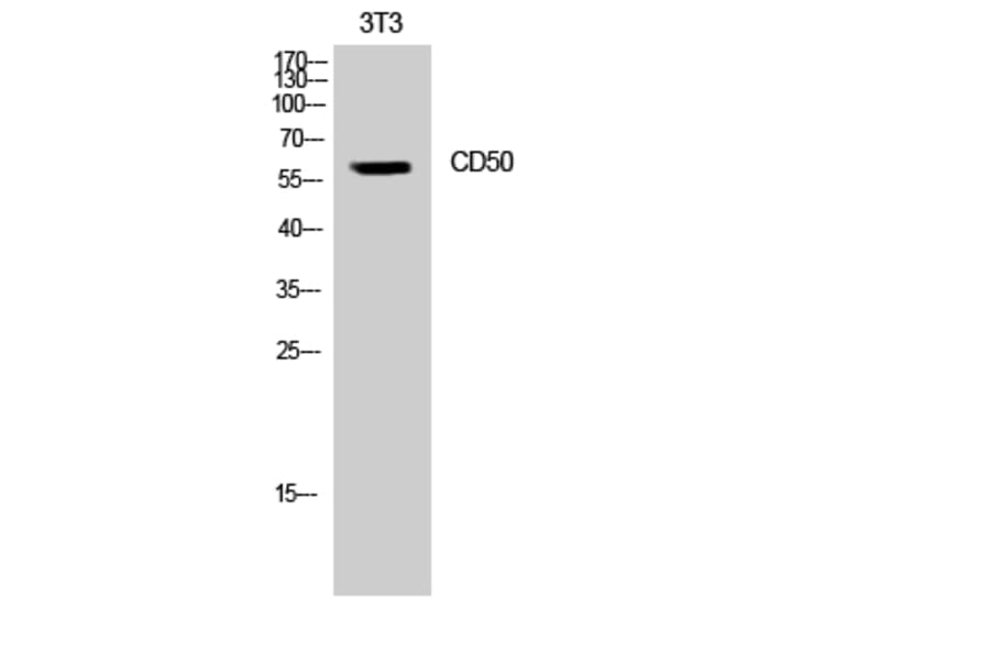 Western Blot - Anti-CD50 Antibody (B0850) - Antibodies.com