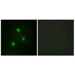 Immunofluorescence - Anti-TBX1 Antibody (C10102) - Antibodies.com