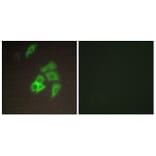 Immunofluorescence - Anti-ST14 Antibody (C11979) - Antibodies.com