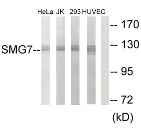 Western Blot - Anti-SMG7 Antibody (C11424) - Antibodies.com