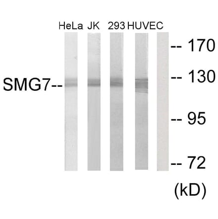Western Blot - Anti-SMG7 Antibody (C11424) - Antibodies.com