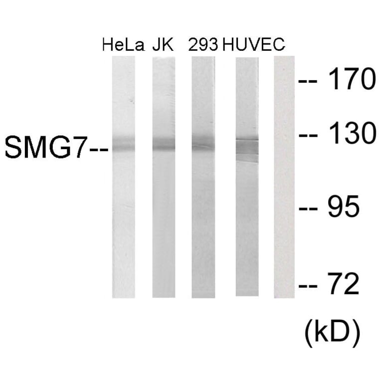 Western Blot - Anti-SMG7 Antibody (C11424) - Antibodies.com