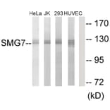 Western Blot - Anti-SMG7 Antibody (C11424) - Antibodies.com