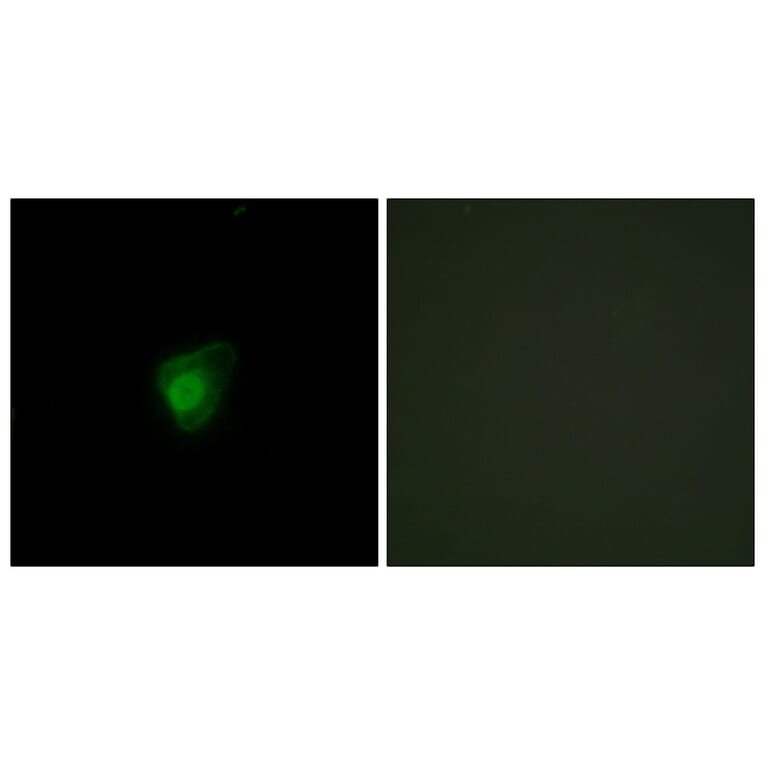 Immunofluorescence - Anti-SMG7 Antibody (C11424) - Antibodies.com