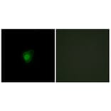 Immunofluorescence - Anti-SMG7 Antibody (C11424) - Antibodies.com
