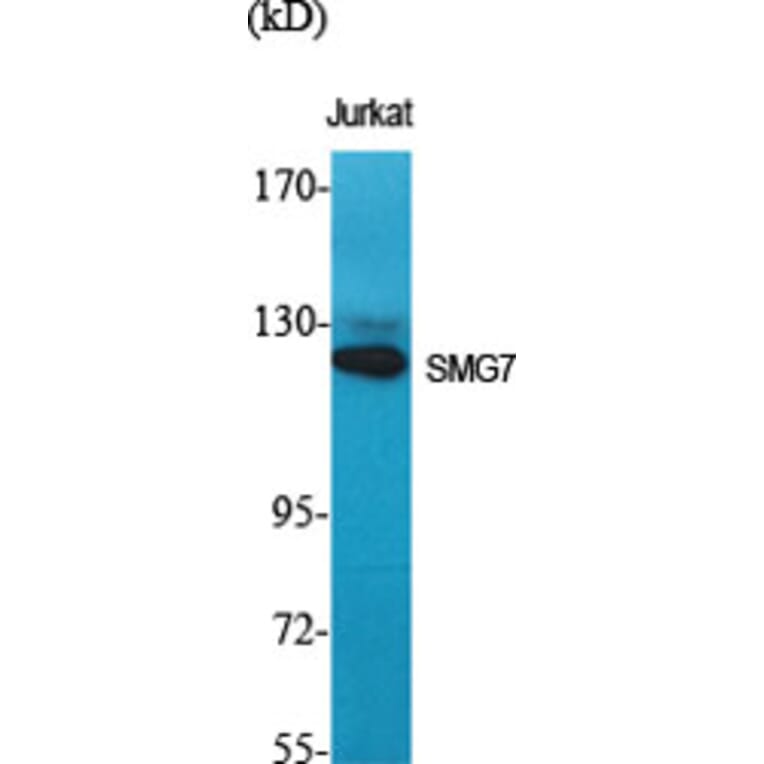 Western Blot - Anti-SMG7 Antibody (C11424) - Antibodies.com