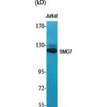 Western Blot - Anti-SMG7 Antibody (C11424) - Antibodies.com