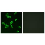 Immunofluorescence - Anti-LGR6 Antibody (G376) - Antibodies.com