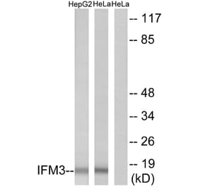 Western Blot - Anti-IFM3 Antibody (C12462) - Antibodies.com