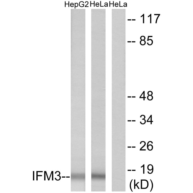 Western Blot - Anti-IFM3 Antibody (C12462) - Antibodies.com