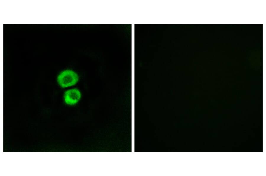 Immunofluorescence - Anti-IFM3 Antibody (C12462) - Antibodies.com