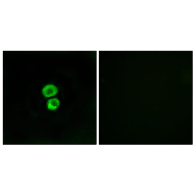 Immunofluorescence - Anti-IFM3 Antibody (C12462) - Antibodies.com