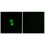 Immunofluorescence - Anti-IFM3 Antibody (C12462) - Antibodies.com