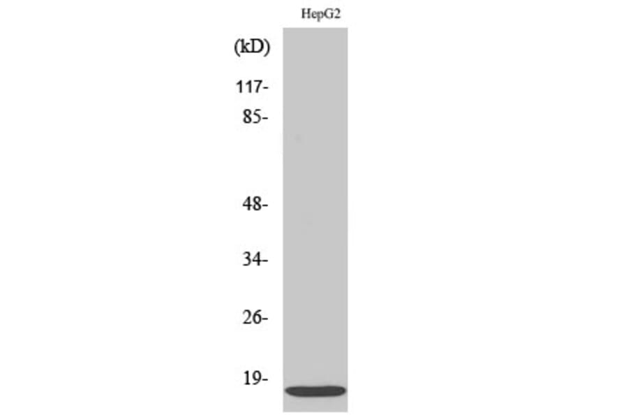 Western Blot - Anti-IFM3 Antibody (C12462) - Antibodies.com