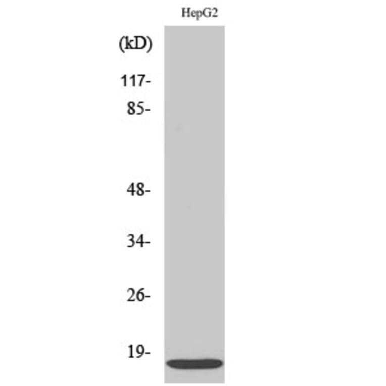 Western Blot - Anti-IFM3 Antibody (C12462) - Antibodies.com