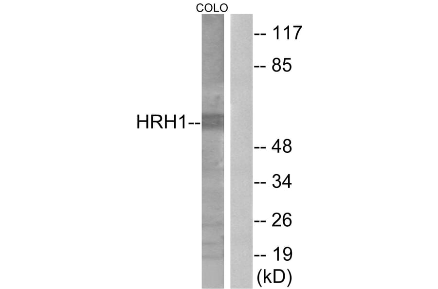 Western Blot - Anti-HRH1 Antibody (G369) - Antibodies.com