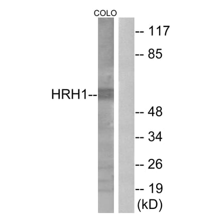 Western Blot - Anti-HRH1 Antibody (G369) - Antibodies.com