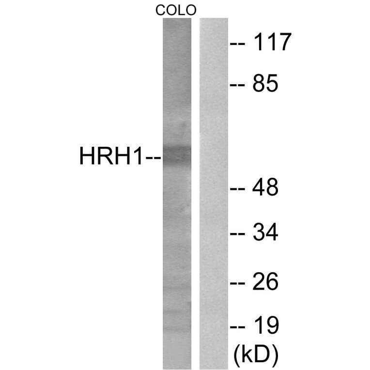 Western Blot - Anti-HRH1 Antibody (G369) - Antibodies.com