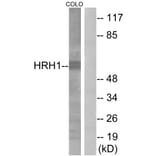 Western Blot - Anti-HRH1 Antibody (G369) - Antibodies.com