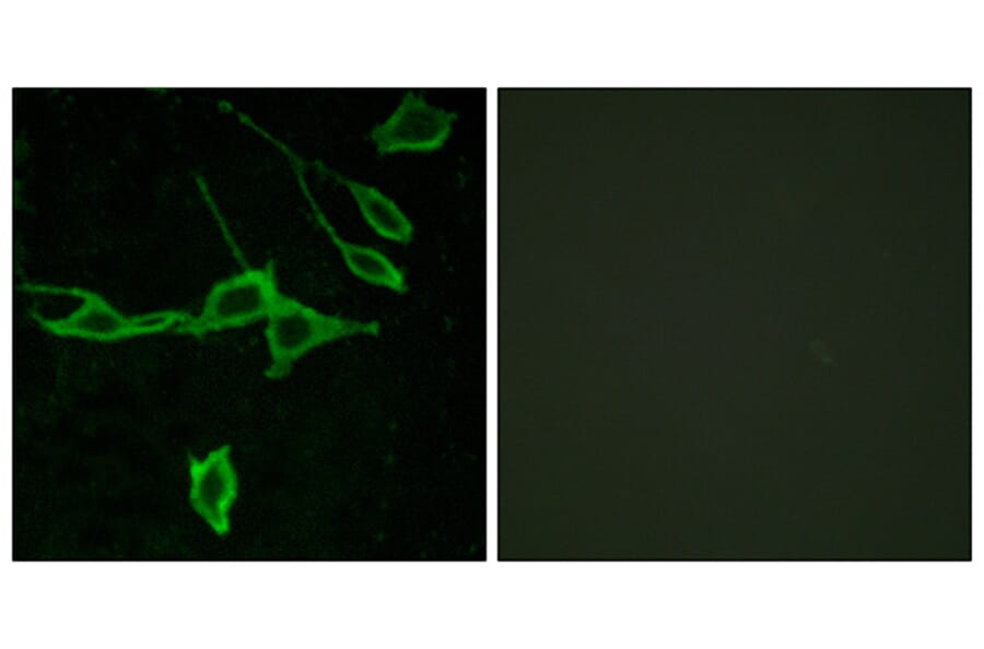 Immunofluorescence - Anti-HRH1 Antibody (G369) - Antibodies.com