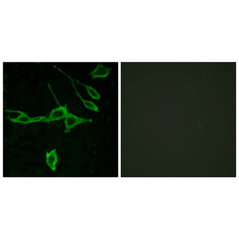 Immunofluorescence - Anti-HRH1 Antibody (G369) - Antibodies.com