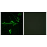 Immunofluorescence - Anti-HRH1 Antibody (G369) - Antibodies.com