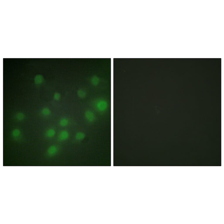 Immunofluorescence - Anti-HKR1 Antibody (C10329) - Antibodies.com