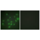 Immunofluorescence - Anti-HKR1 Antibody (C10329) - Antibodies.com