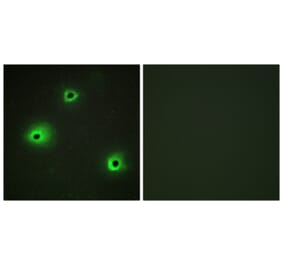 Immunofluorescence - Anti-GRAH Antibody (C13059) - Antibodies.com