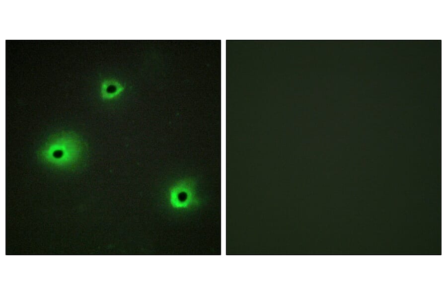 Immunofluorescence - Anti-GRAH Antibody (C13059) - Antibodies.com