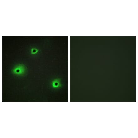 Immunofluorescence - Anti-GRAH Antibody (C13059) - Antibodies.com