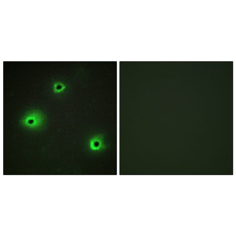 Immunofluorescence - Anti-GRAH Antibody (C13059) - Antibodies.com