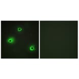 Immunofluorescence - Anti-GRAH Antibody (C13059) - Antibodies.com