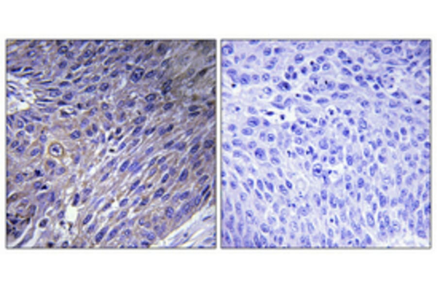 Immunohistochemistry - Anti-GFM2 Antibody (C15614) - Antibodies.com