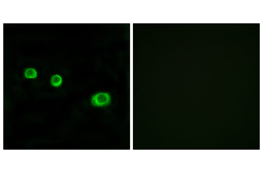 Immunofluorescence - Anti-GBP1 Antibody (C12390) - Antibodies.com